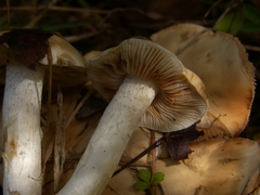 Hebeloma sacchariolens