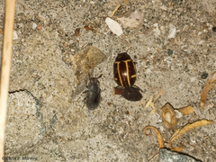 Cosmogramma kinbergi