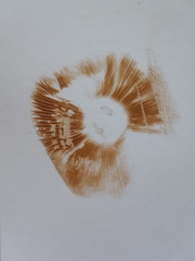 Hebeloma sacchariolens