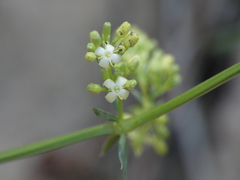 Galium lucidum
