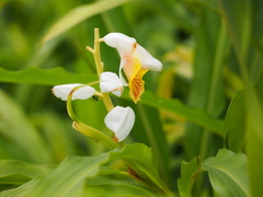 Alpinia hainanensis