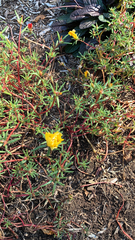 Portulaca grandiflora