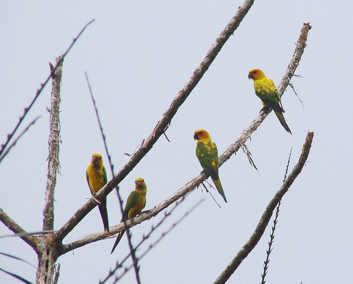 Sulphur-breasted Parakeet