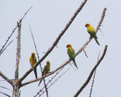 Sulphur-Breasted Parakeet photo 5