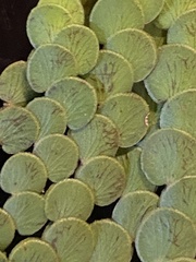 Cliffortia pulchella