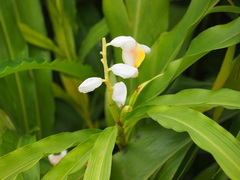 Alpinia hainanensis