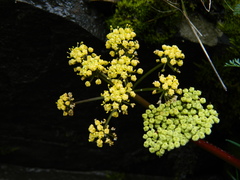 Lomatium salmoniflorum