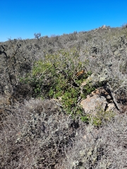 Vasconcellea chilensis