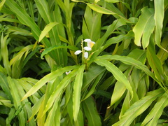 Alpinia hainanensis