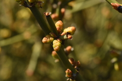 Ephedra chilensis