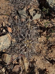 Eriosyce heinrichiana