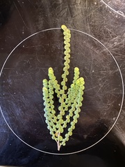 Cliffortia pulchella