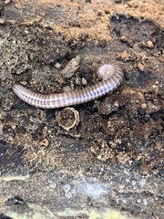 Orthoporus texicolens