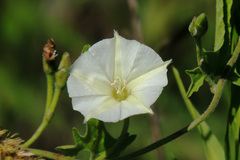 Convolvulus crenatifolius