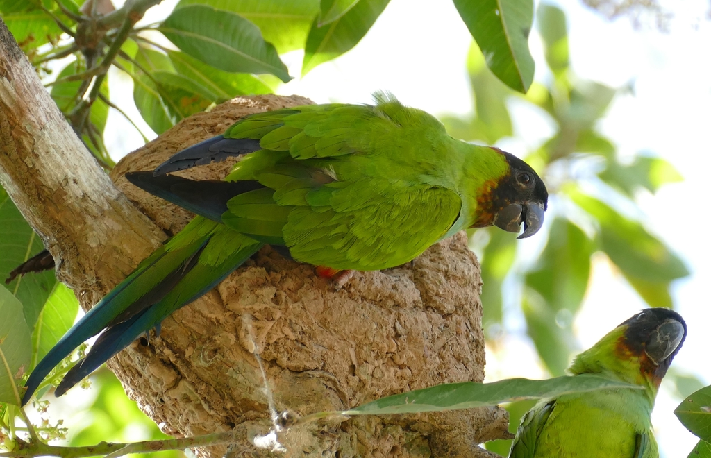 Foto de Nanday Parakeet