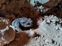 Bufo verrucosissimus