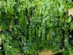 Ulva compressa