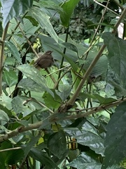 Arremonops rufivirgatus