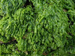Ulva compressa