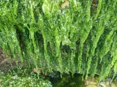 Ulva compressa
