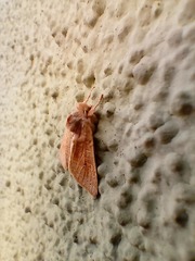 Noctuinae