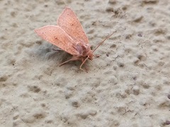 Noctuinae