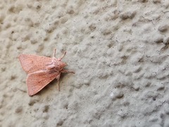 Noctuinae