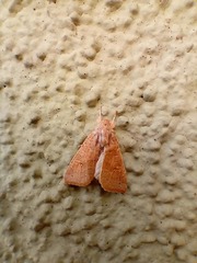 Noctuinae