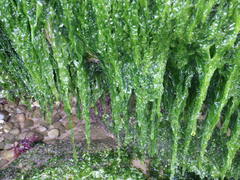 Ulva compressa