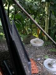 Arremonops rufivirgatus