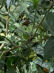 Arremonops rufivirgatus