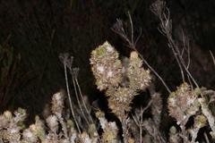 Aspalathus shawii shawii