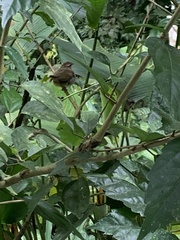 Arremonops rufivirgatus