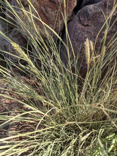 Image of Wolftail (Muhlenbergia alopecuroides) by (c) Dominic Gentilcore, some rights reserved (CC BY)