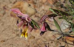 Gladiolus virescens
