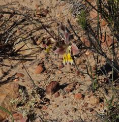 Gladiolus virescens