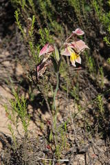 Gladiolus virescens