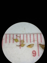 Fimbristylis annua
