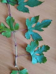 Ampelopsis aconitifolia