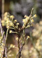 Struthiola eckloniana