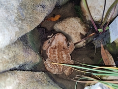 Bufo verrucosissimus