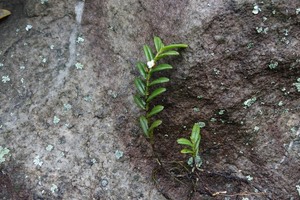 Angraecum pectinatum Thouars