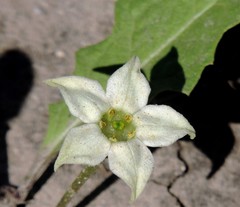 Jaborosa runcinata