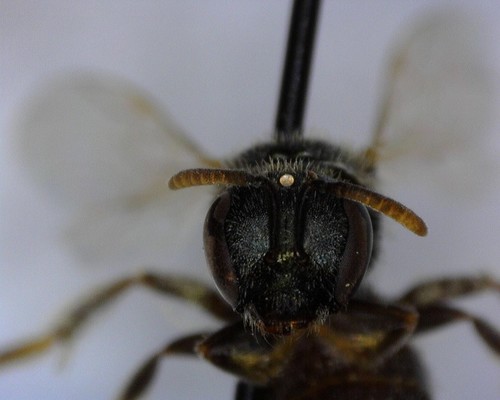 iNaturalist observation photo of Incomplete Sweat Bee