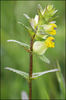 Yellow Rattle - Photo (c) Steve Chilton, some rights reserved (CC BY-NC-ND)