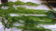 Ulva compressa