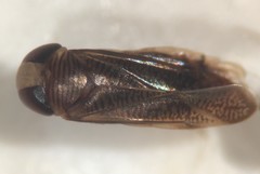 Sigara pectenata