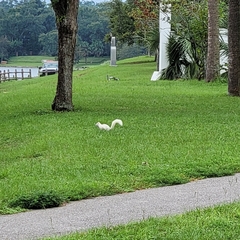 Sciurus carolinensis