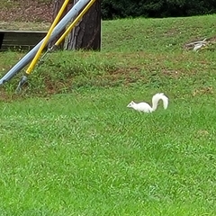 Sciurus carolinensis