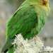 Northern Montane Parakeets - Photo (c) ProAves Colombia, some rights reserved (CC BY-NC-SA)